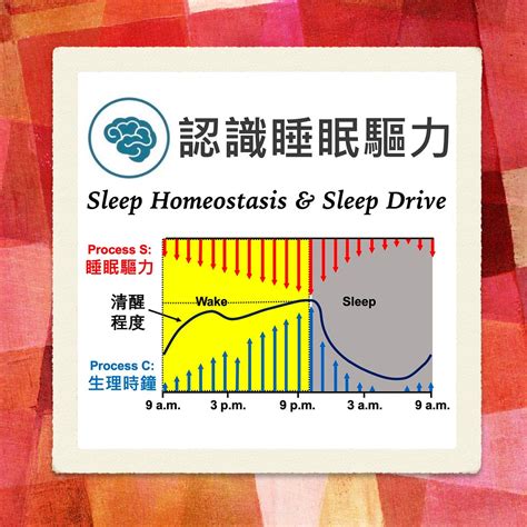 睡覺是什麼|失眠與睡眠 – 我們為什麼會想睡覺？ 